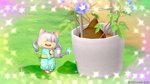 夏の観察日記　(…種ちゃうんかーい！)
